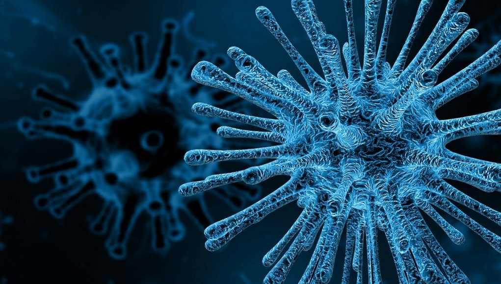 Risk of viruses emerging in humans may not depend on their animal host