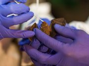 Scientists discover six new coronaviruses in bats Scientists discover six new coronaviruses in bats scaled