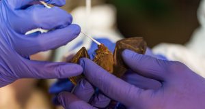 Scientists discover six new coronaviruses in bats scaled