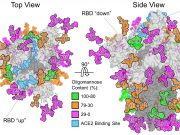 Scientists reveal the coronavirus camouflage that will aid hunt for vaccine Scientists reveal the coronavirus camouflage that will aid hunt for vaccine scaled