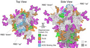 Scientists reveal the coronavirus camouflage that will aid hunt for vaccine scaled