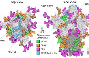 Scientists reveal the coronavirus camouflage that will aid hunt for vaccine Scientists reveal the coronavirus camouflage that will aid hunt for vaccine scaled