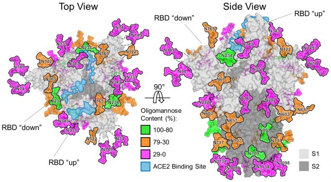 Scientists reveal the coronavirus camouflage that will aid hunt for vaccine Scientists reveal the coronavirus camouflage that will aid hunt for vaccine scaled