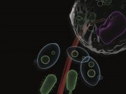 Scientists uncover principles of universal self assembly