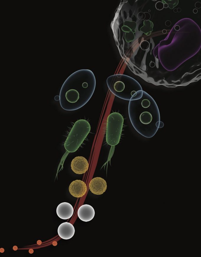 Scientists uncover principles of universal self-assembly Scientists uncover principles of universal self assembly
