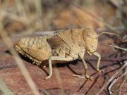 Scientists warning to humanity on insect extinctions scaled