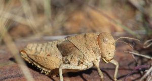 Scientists warning to humanity on insect extinctions scaled