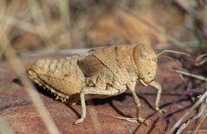 Scientists’ warning to humanity on insect extinctions Scientists warning to humanity on insect extinctions scaled