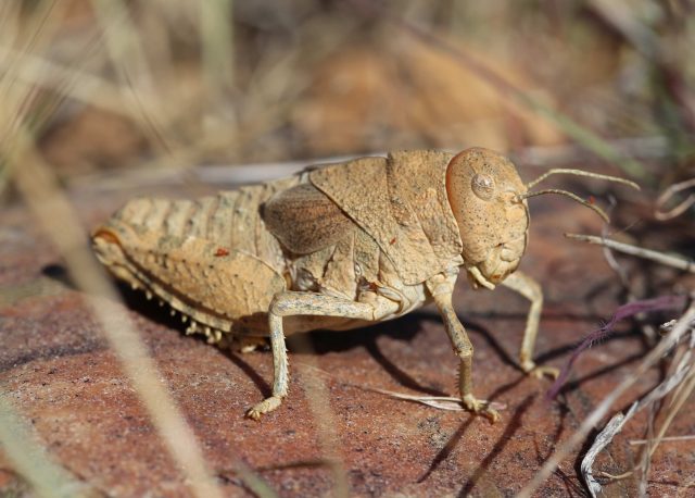 Scientists warning to humanity on insect extinctions scaled Scientists warning to humanity on insect extinctions scaled