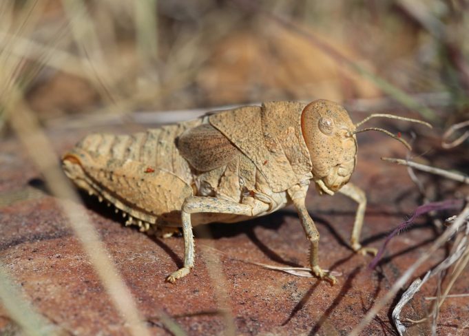 Scientists warning to humanity on insect extinctions scaled