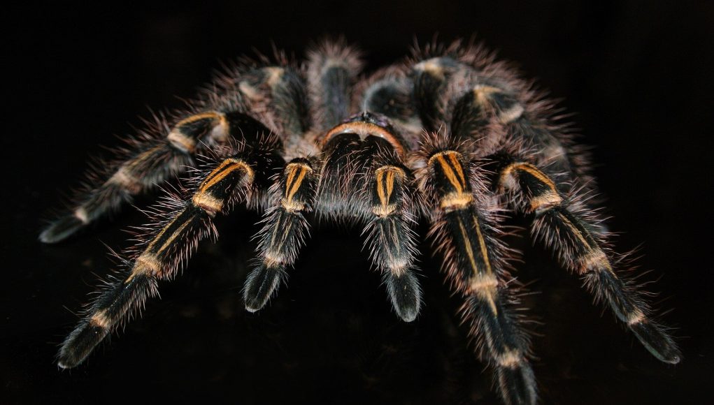 Spider venom key to pain relief without side effects