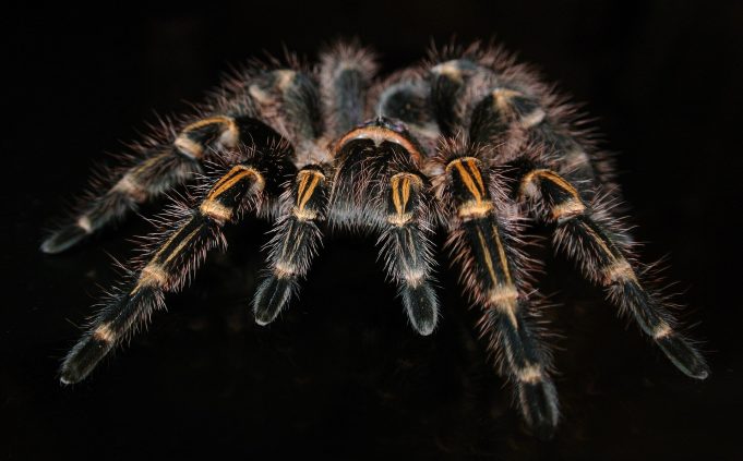 Spider venom key to pain relief without side effects