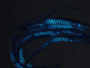 Study finds damaged fertilized egg sends signal that helps mother live a longer healthy life Study finds damaged fertilized egg sends signal that helps mother live a longer healthy life