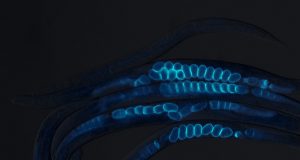 Study finds damaged fertilized egg sends signal that helps mother live a longer healthy life