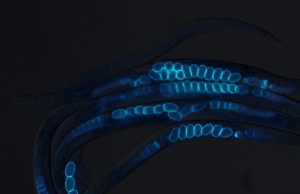 Study finds damaged fertilized egg sends signal that helps mother live a longer healthy life Study finds damaged fertilized egg sends signal that helps mother live a longer healthy life