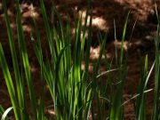 Study identifies new temperature sensing mechanism in plants