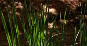 Study identifies new temperature sensing mechanism in plants
