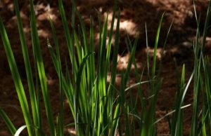 Study identifies new temperature sensing mechanism in plants Study identifies new temperature sensing mechanism in plants