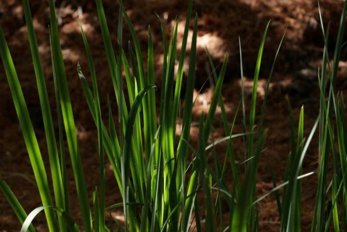 Study identifies new temperature sensing mechanism in plants