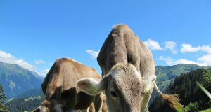 Study traces spread of early dairy farming across Western Europe