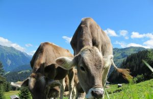 Study traces spread of early dairy farming across Western Europe Study traces spread of early dairy farming across Western Europe