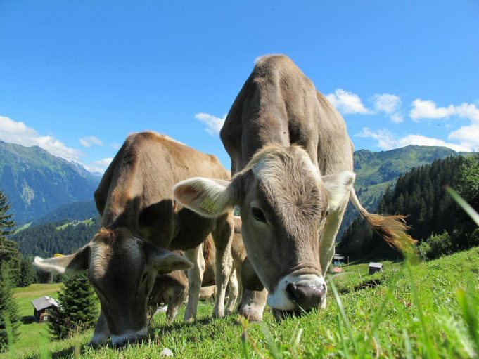 Study traces spread of early dairy farming across Western Europe