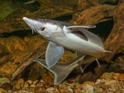 Sturgeon genome sequenced scaled