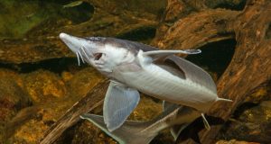Sturgeon genome sequenced scaled