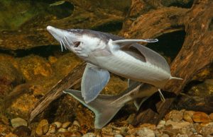 Sturgeon genome sequenced Sturgeon genome sequenced scaled