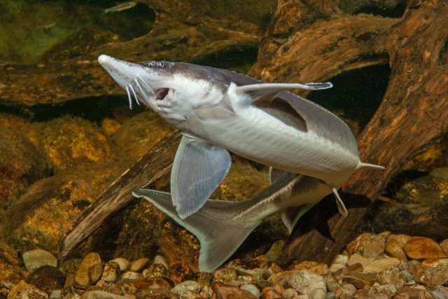 Sturgeon genome sequenced scaled Sturgeon genome sequenced scaled