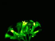 Sustainable light achieved in living plants scaled