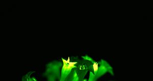 Sustainable light achieved in living plants scaled