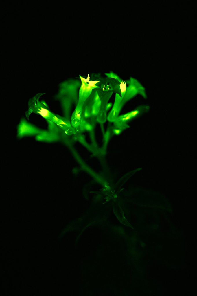 Sustainable light achieved in living plants scaled