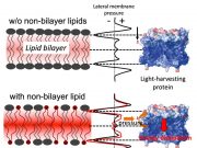 Team discovers a mechanism plants use to toggle on photosynthesis Team discovers a mechanism plants use to toggle on photosynthesis