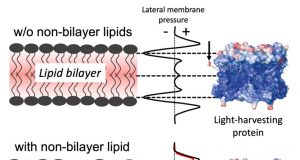 Team discovers a mechanism plants use to toggle on photosynthesis
