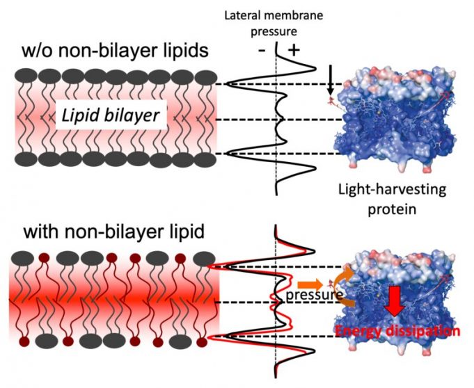 Team discovers a mechanism plants use to toggle on photosynthesis