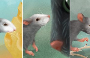 The face of a mouse reveals its emotions: study The face of a mouse reveals its emotions