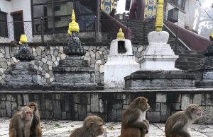 The link between virus spillover, wildlife extinction and the environment The link between virus spillover wildlife extinction and the environment