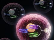 Turning cells into computers with protein logic gates
