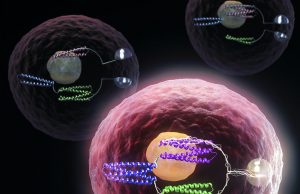 Turning cells into computers with protein logic gates Turning cells into computers with protein logic gates