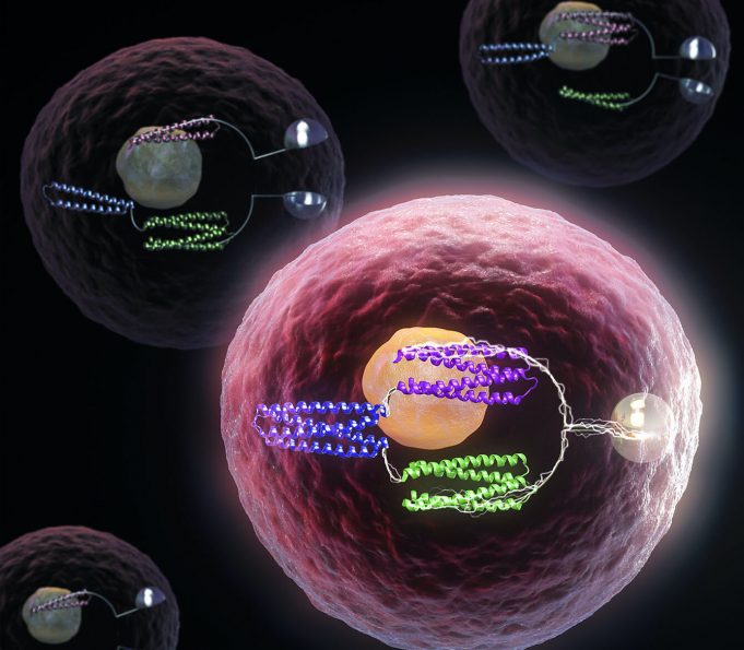 Turning cells into computers with protein logic gates Turning cells into computers with protein logic gates