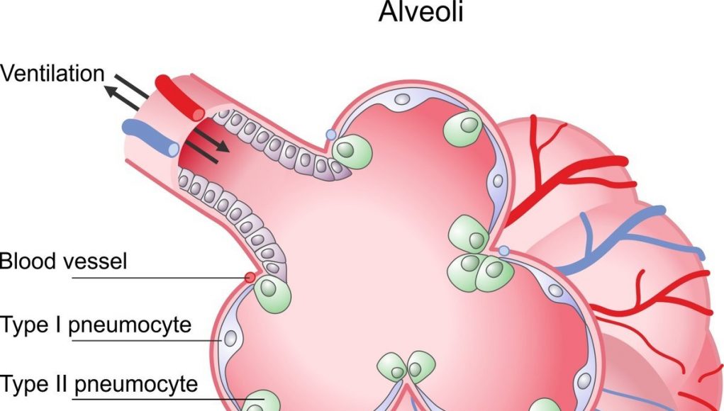 Using alveolar epithelia as a model for coronavirus infection