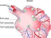 Using alveolar epithelia as a model for coronavirus infection Using alveolar epithelia as a model for coronavirus infection