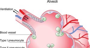 Using alveolar epithelia as a model for coronavirus infection