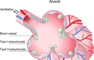 Using alveolar epithelia as a model for coronavirus infection