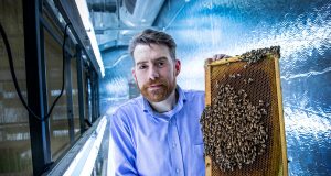 Virus infected honey bees more likely to gain entrance to healthy hives