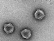 Viruses dont have a metabolism but some have the building blocks for one