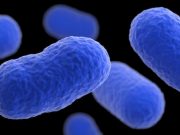 Vulnerable cells armor themselves against infection by depleting surface cholesterol Vulnerable cells armor themselves against infection by depleting surface cholesterol