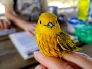 When warblers warn of cowbirds blackbirds get the message