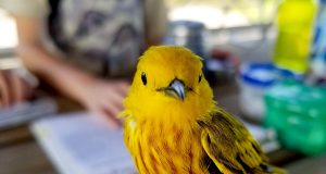When warblers warn of cowbirds blackbirds get the message